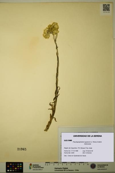 Pseudognaphalium gayanum [Espécimen: ULS:ULS:0021965]
