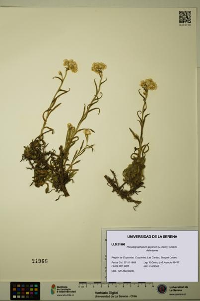 Pseudognaphalium gayanum [Espécimen: ULS:ULS:0021966]