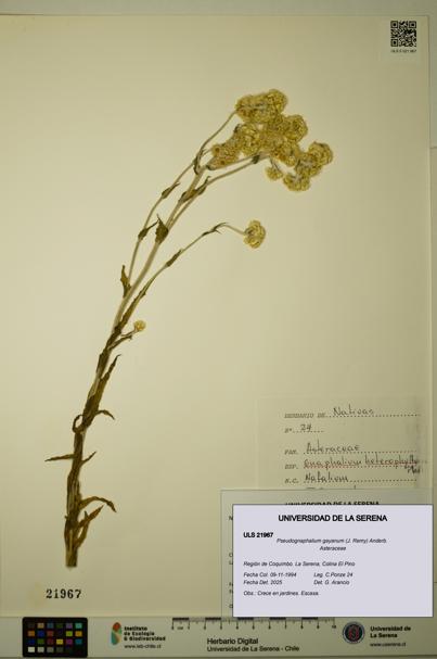 Pseudognaphalium gayanum [Espécimen: ULS:ULS:0021967]