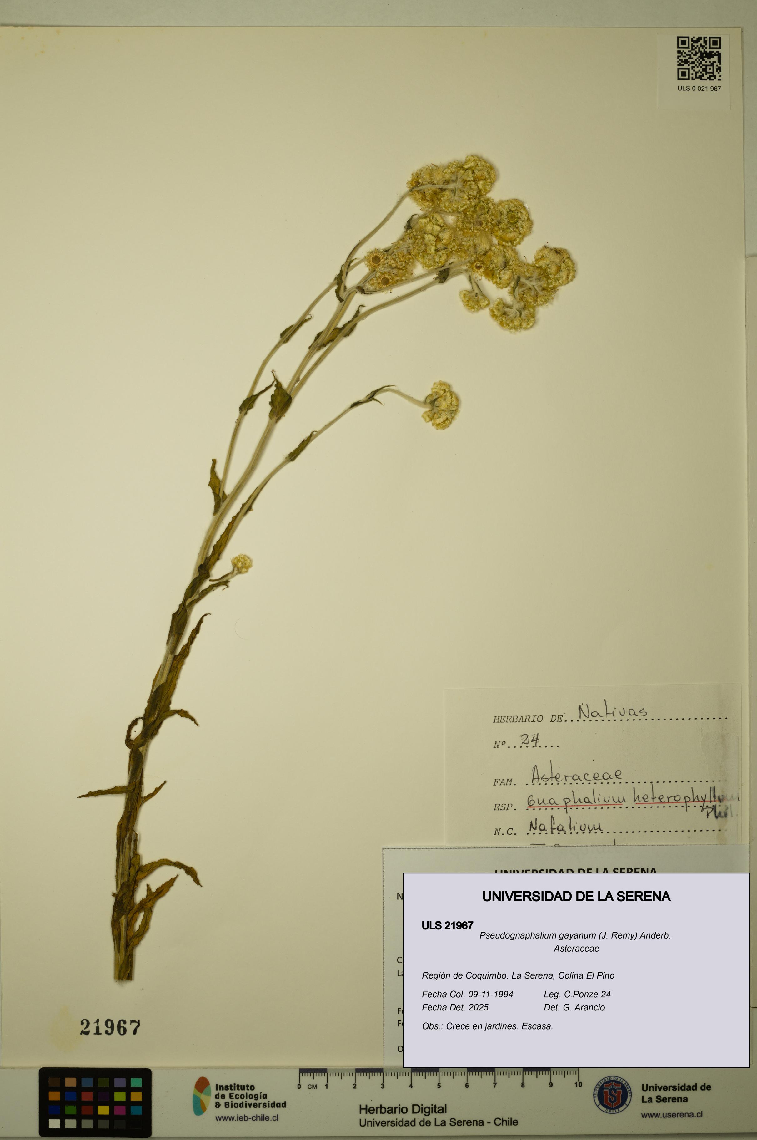 Pseudognaphalium gayanum [Espécimen: ULS:ULS:0021967]