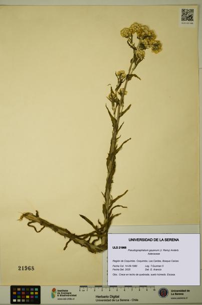 Pseudognaphalium gayanum [Espécimen: ULS:ULS:0021968]