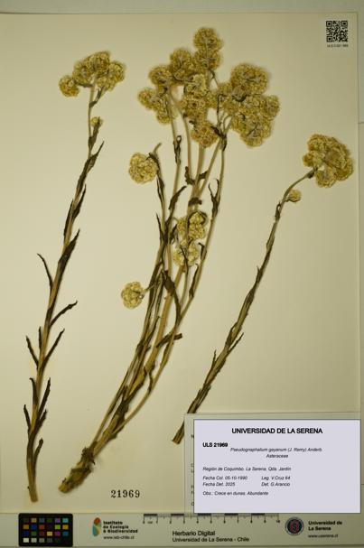 Pseudognaphalium gayanum [Espécimen: ULS:ULS:0021969]