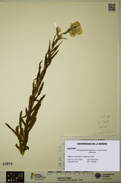 Pseudognaphalium gayanum [Espécimen: ULS:ULS:0021970]