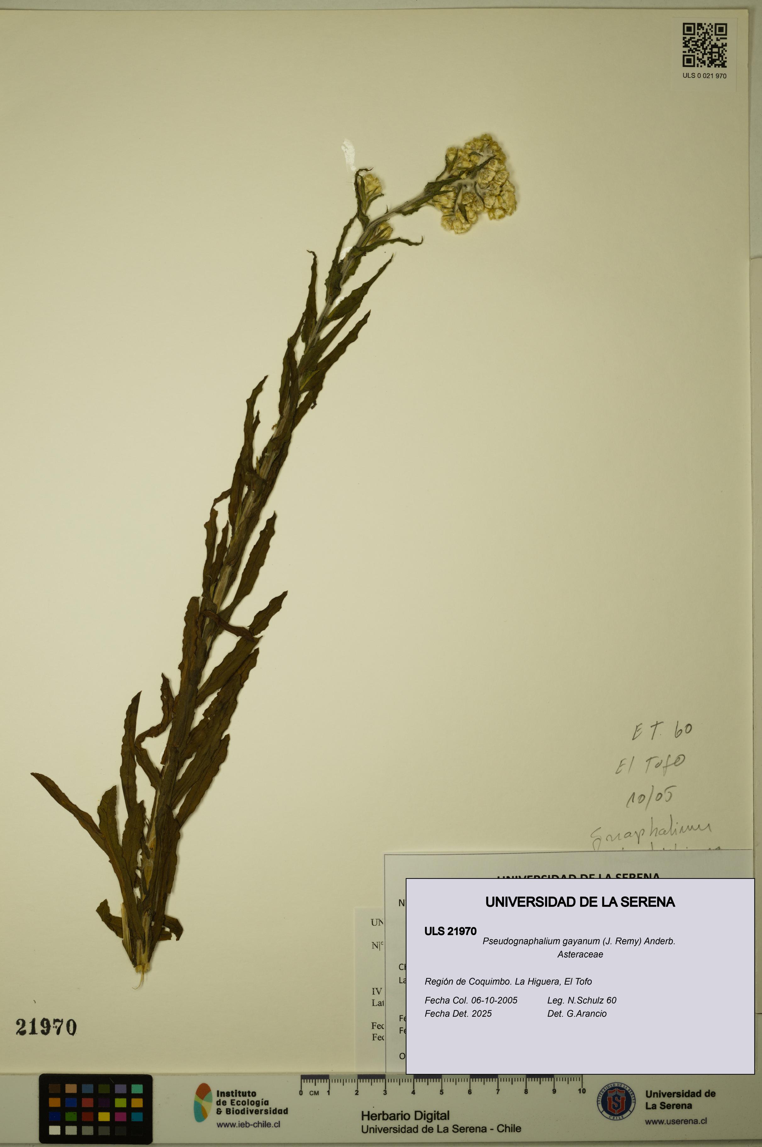 Pseudognaphalium gayanum [Espécimen: ULS:ULS:0021970]