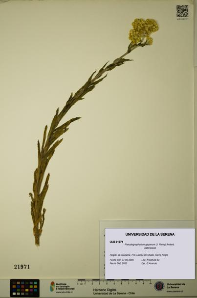 Pseudognaphalium gayanum [Espécimen: ULS:ULS:0021971]