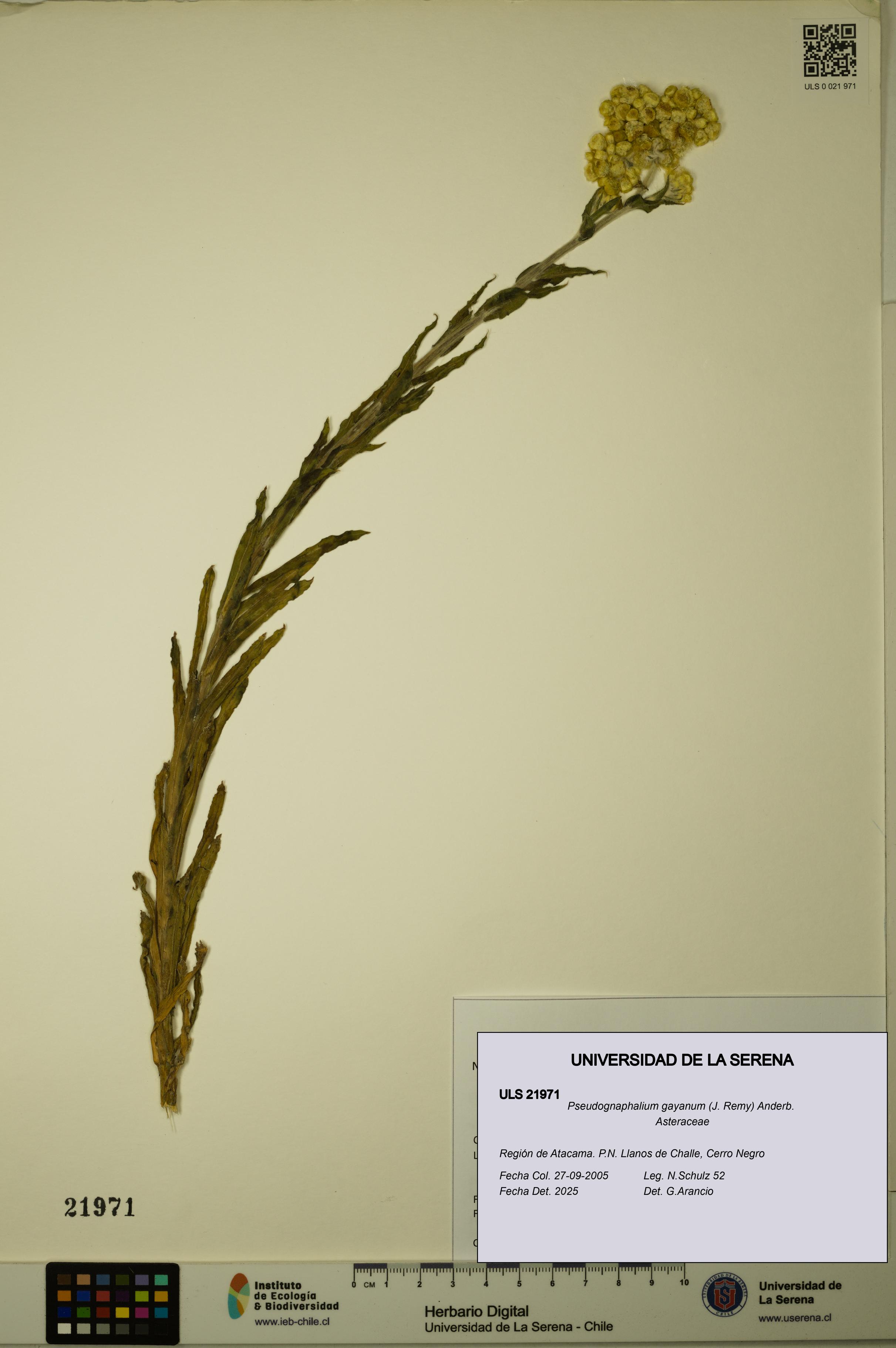 Pseudognaphalium gayanum [Espécimen: ULS:ULS:0021971]