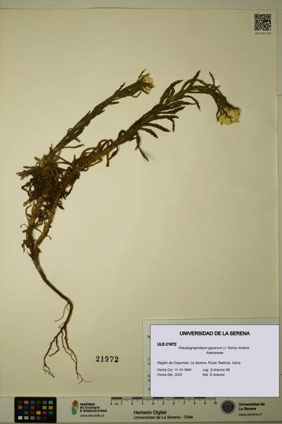 Pseudognaphalium gayanum [Espécimen: ULS:ULS:0021972]