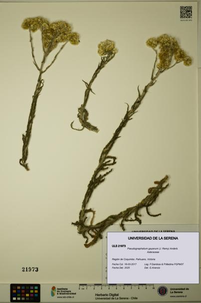 Pseudognaphalium gayanum [Espécimen: ULS:ULS:0021973]