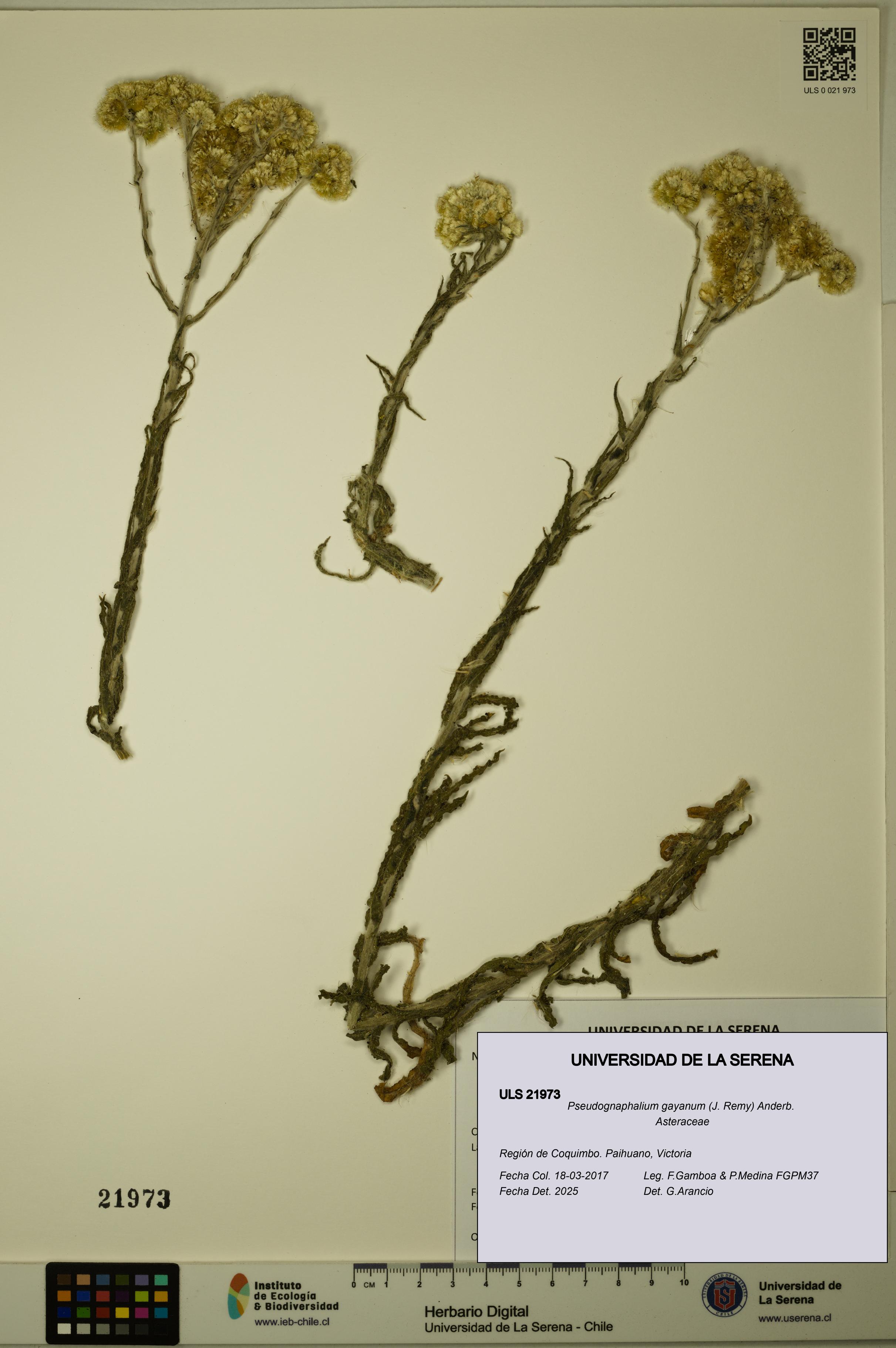 Pseudognaphalium gayanum [Espécimen: ULS:ULS:0021973]