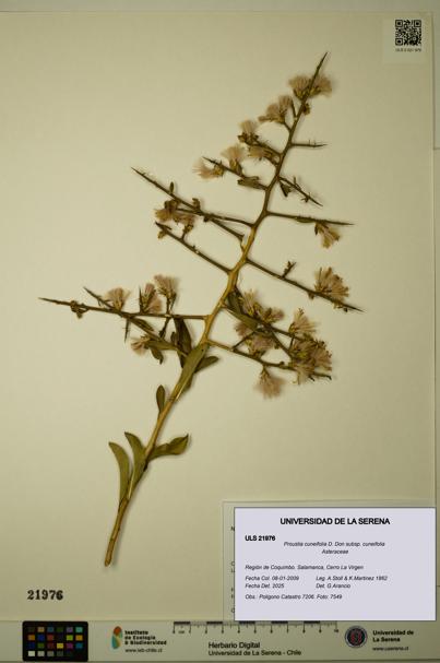 Proustia cuneifolia subsp. cuneifolia [Espécimen: ULS:ULS:0021976]