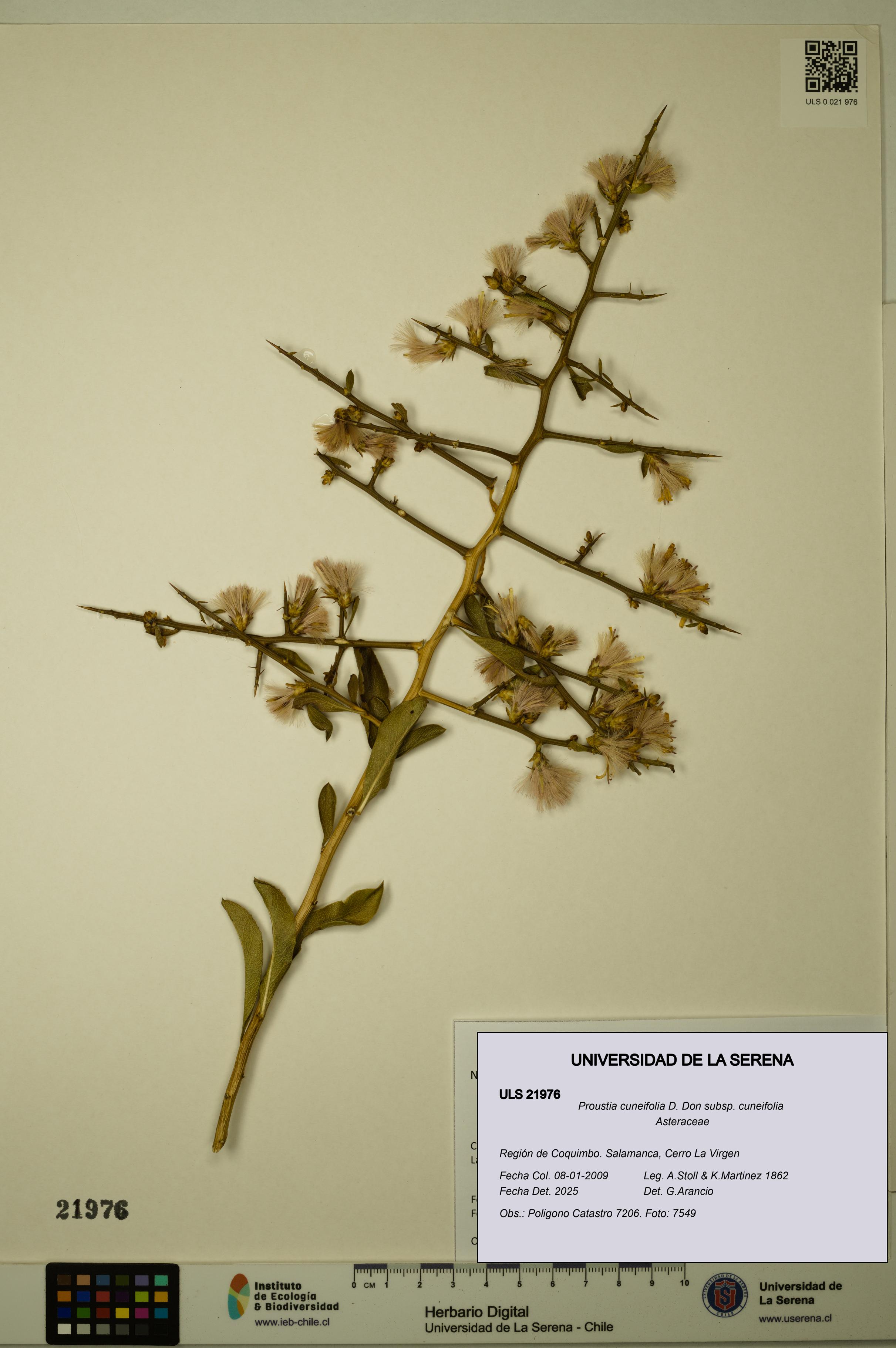 Proustia cuneifolia subsp. cuneifolia [Espécimen: ULS:ULS:0021976]