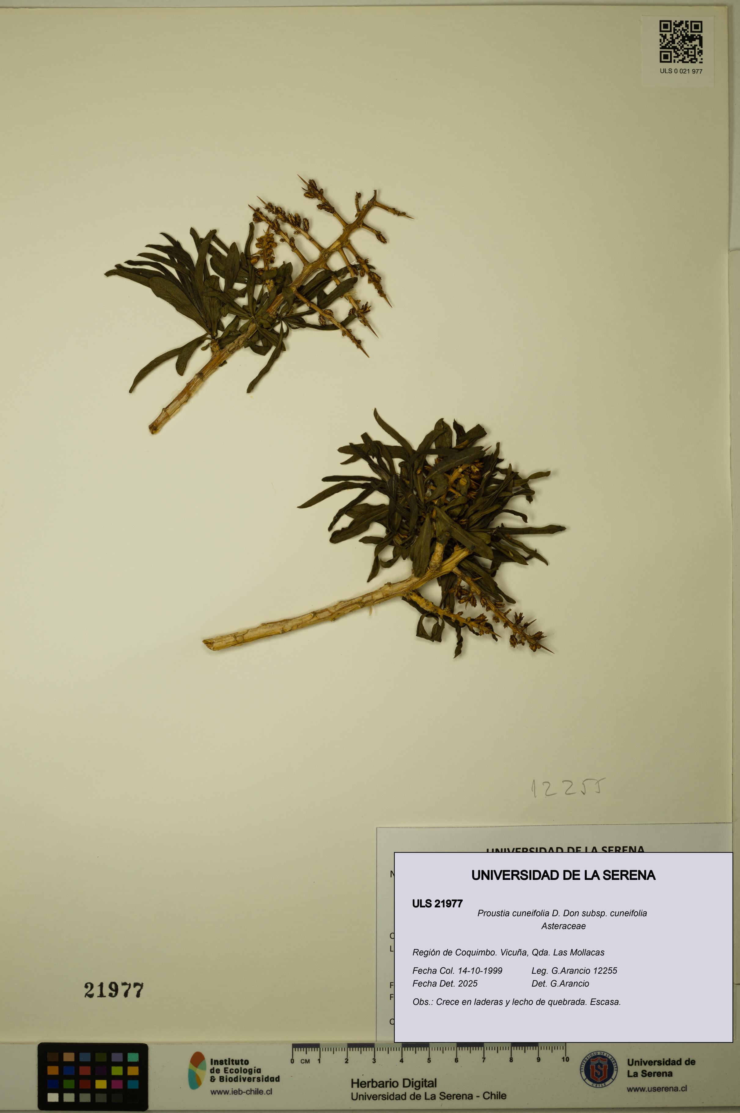 Proustia cuneifolia subsp. cuneifolia [Espécimen: ULS:ULS:0021977]