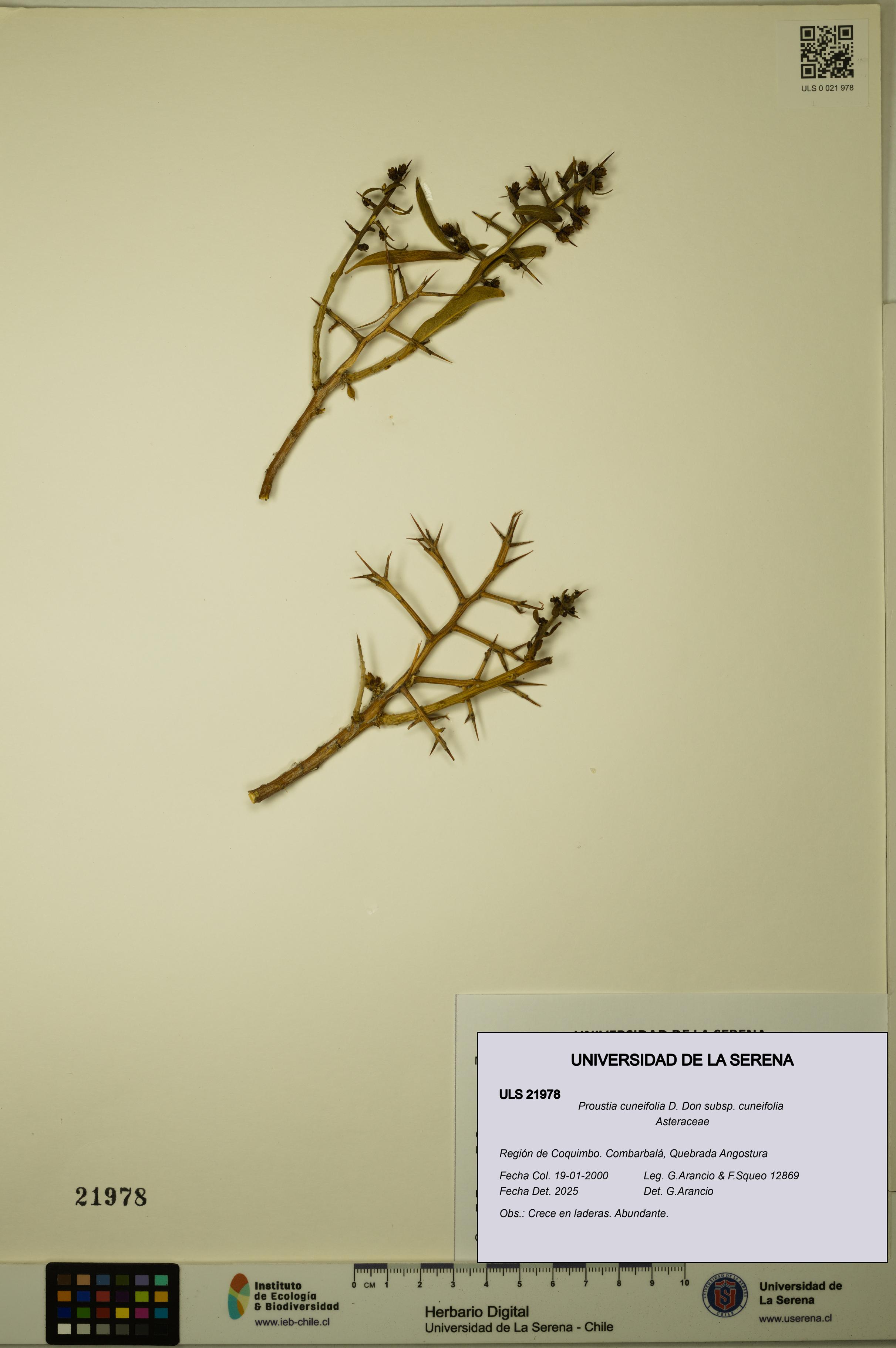 Proustia cuneifolia subsp. cuneifolia [Espécimen: ULS:ULS:0021978]