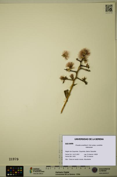 Proustia cuneifolia subsp. cuneifolia [Espécimen: ULS:ULS:0021979]