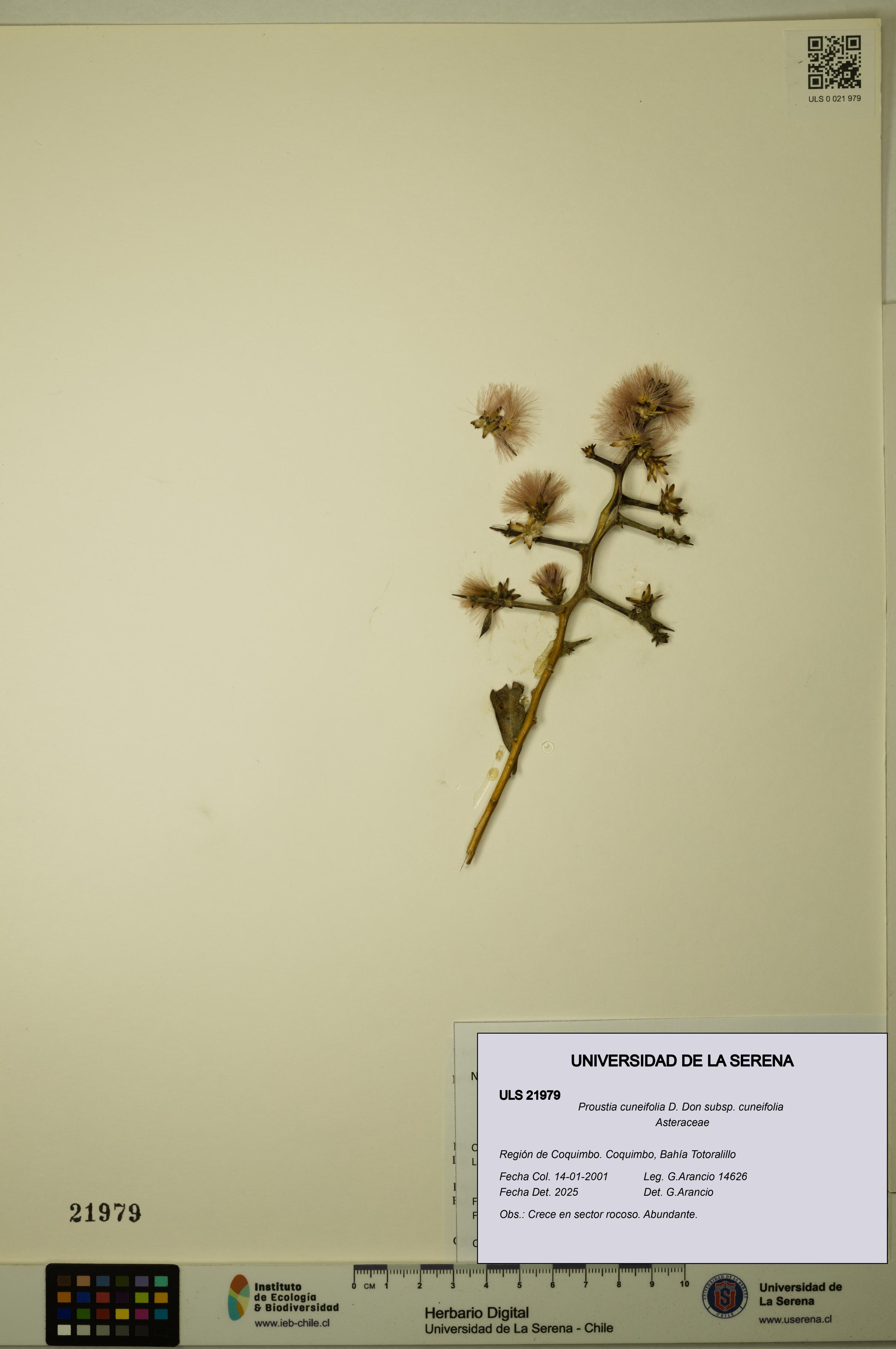 Proustia cuneifolia subsp. cuneifolia [Espécimen: ULS:ULS:0021979]