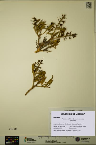 Proustia cuneifolia subsp. cuneifolia [Espécimen: ULS:ULS:0021980]