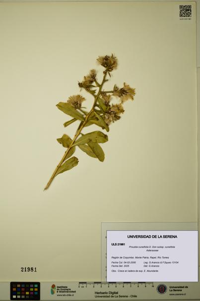Proustia cuneifolia subsp. cuneifolia [Espécimen: ULS:ULS:0021981]