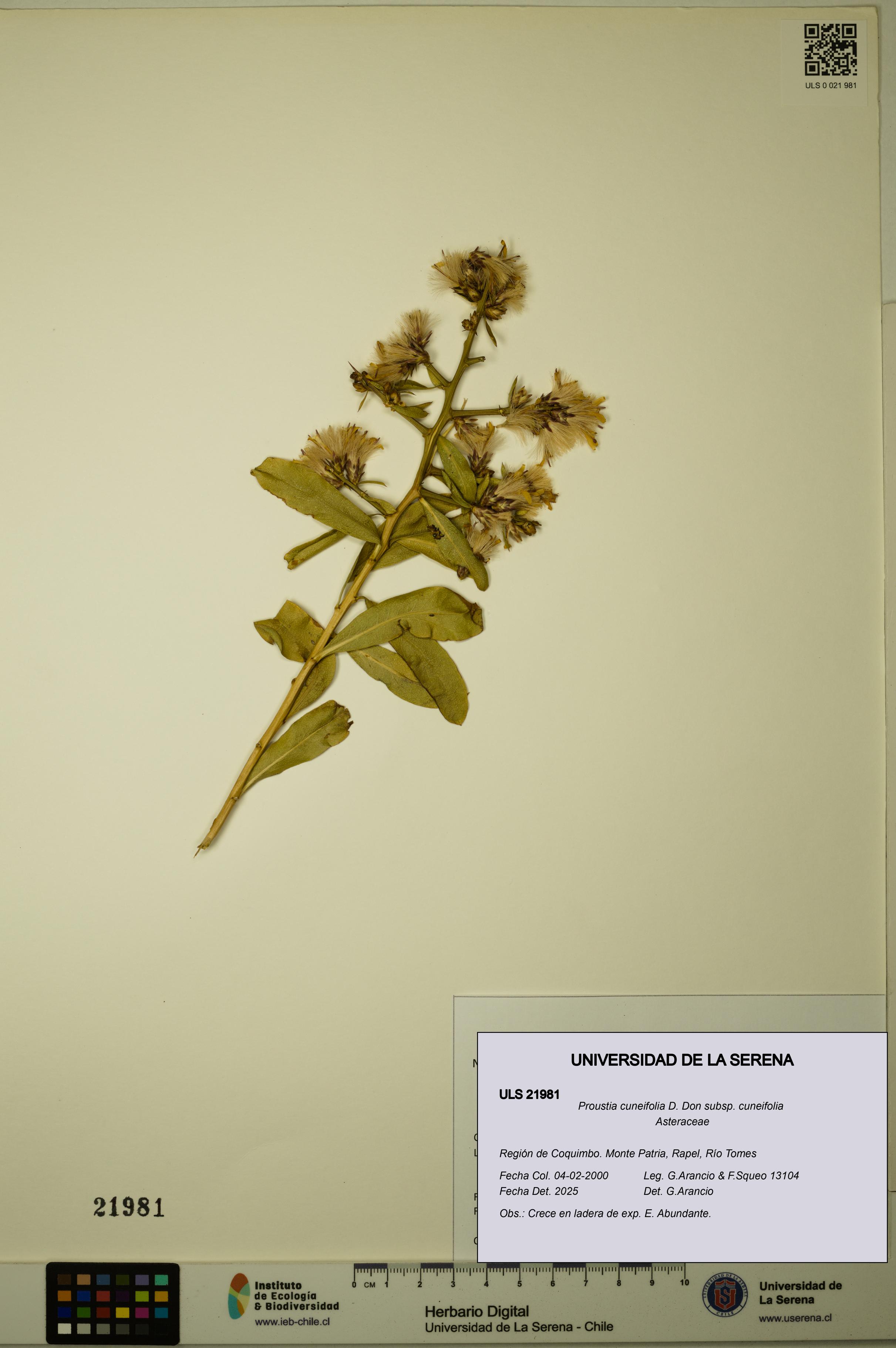 Proustia cuneifolia subsp. cuneifolia [Espécimen: ULS:ULS:0021981]