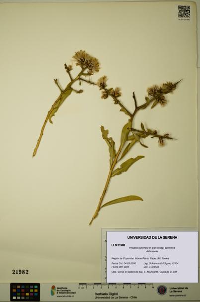 Proustia cuneifolia subsp. cuneifolia [Espécimen: ULS:ULS:0021982]
