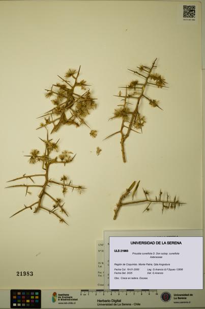 Proustia cuneifolia subsp. cuneifolia [Espécimen: ULS:ULS:0021983]