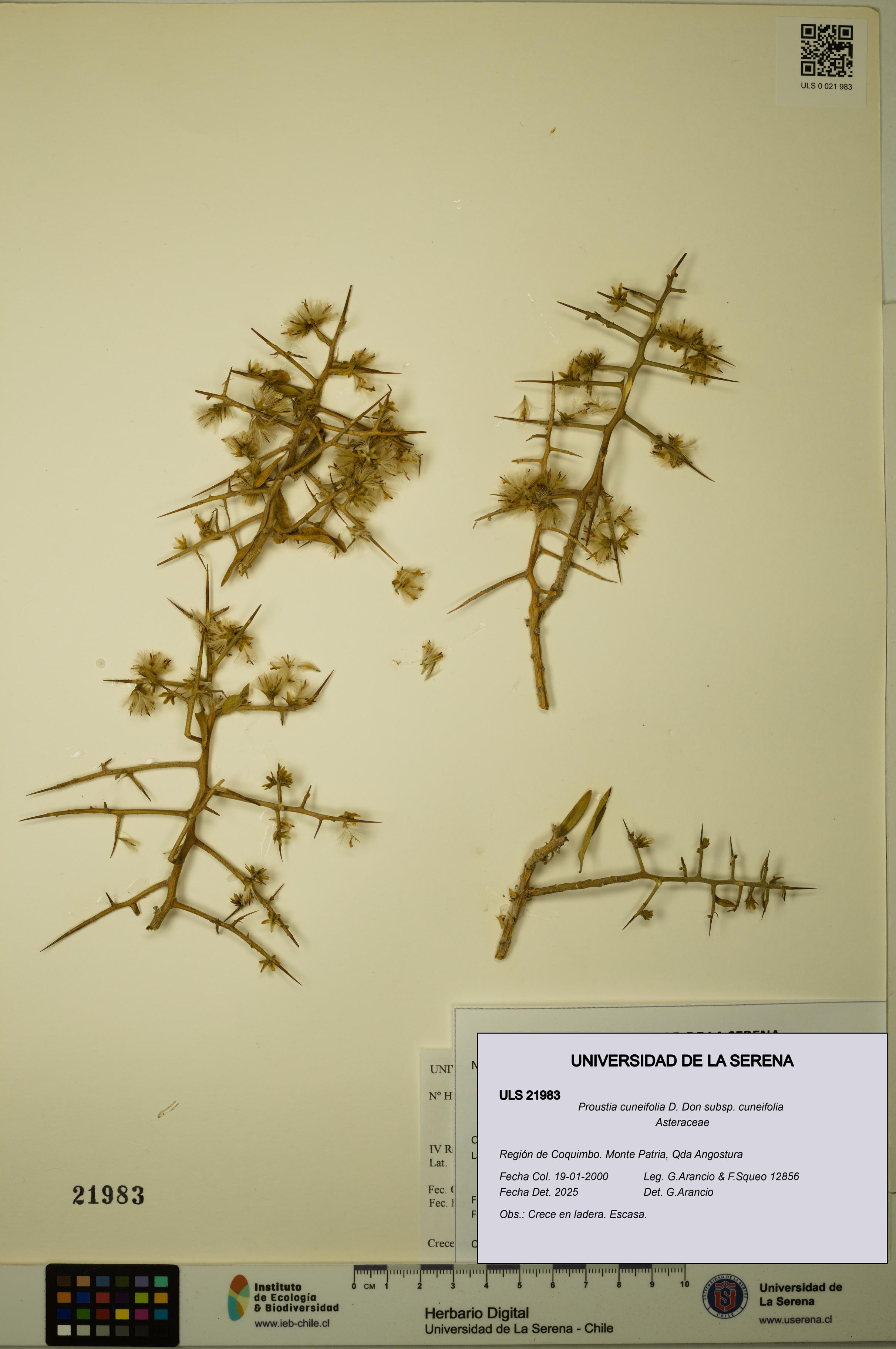 Proustia cuneifolia subsp. cuneifolia [Espécimen: ULS:ULS:0021983]