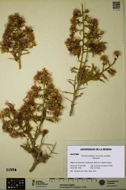 Proustia cuneifolia subsp. cuneifolia [Espécimen: ULS:ULS:0021984]