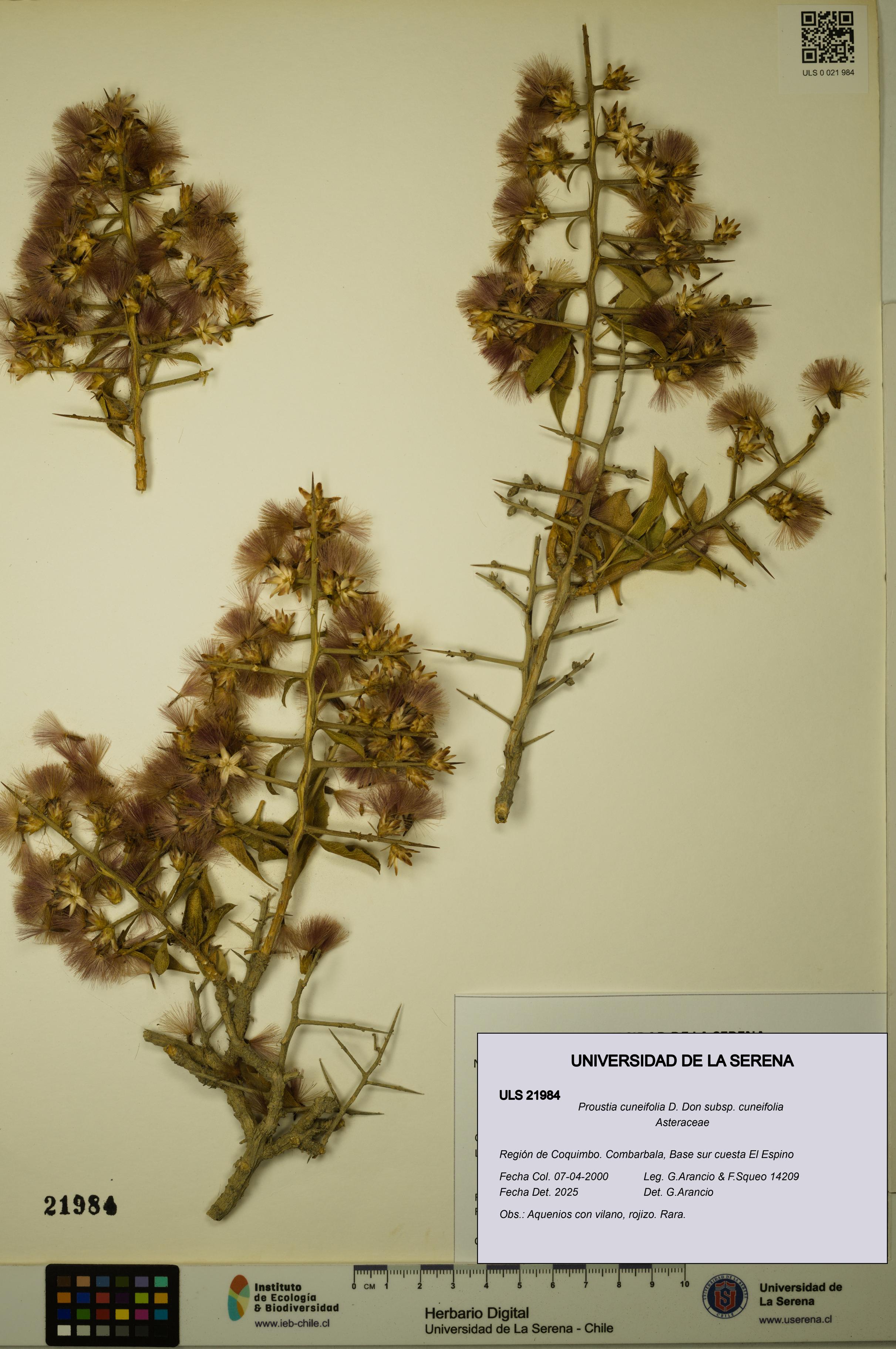 Proustia cuneifolia subsp. cuneifolia [Espécimen: ULS:ULS:0021984]