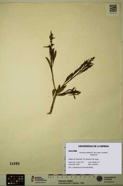 Proustia cuneifolia subsp. cuneifolia [Espécimen: ULS:ULS:0021985]