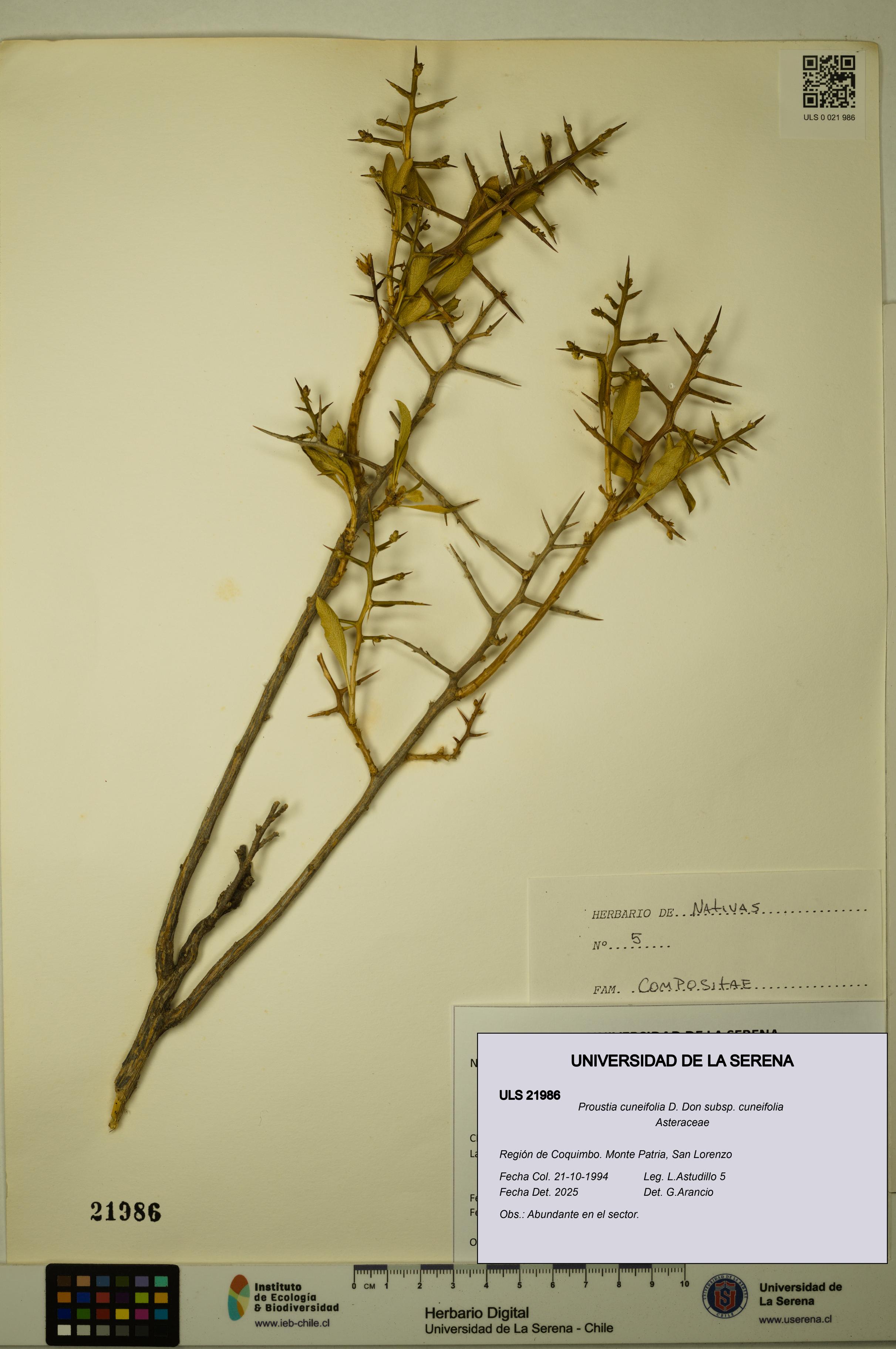 Proustia cuneifolia subsp. cuneifolia [Espécimen: ULS:ULS:0021986]