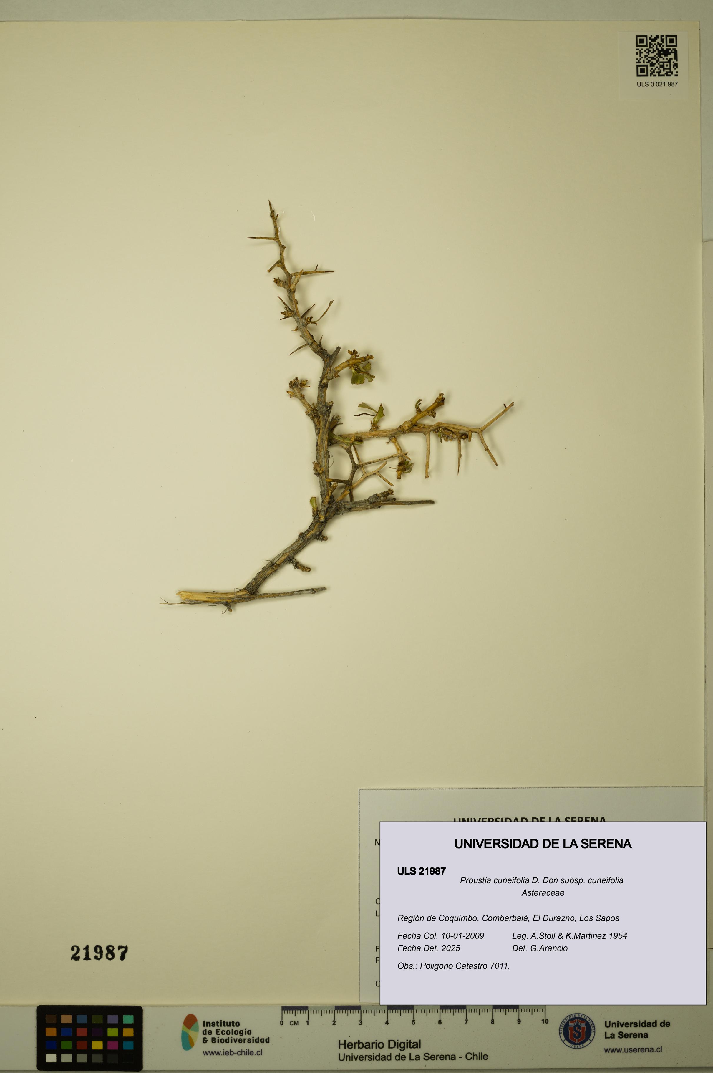 Proustia cuneifolia subsp. cuneifolia [Espécimen: ULS:ULS:0021987]