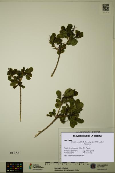 ULS:ULS:0021988