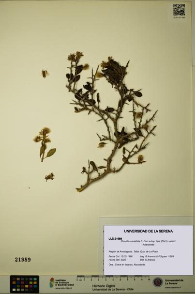 Proustia cuneifolia subsp. tipia [Espécimen: ULS:ULS:0021989]