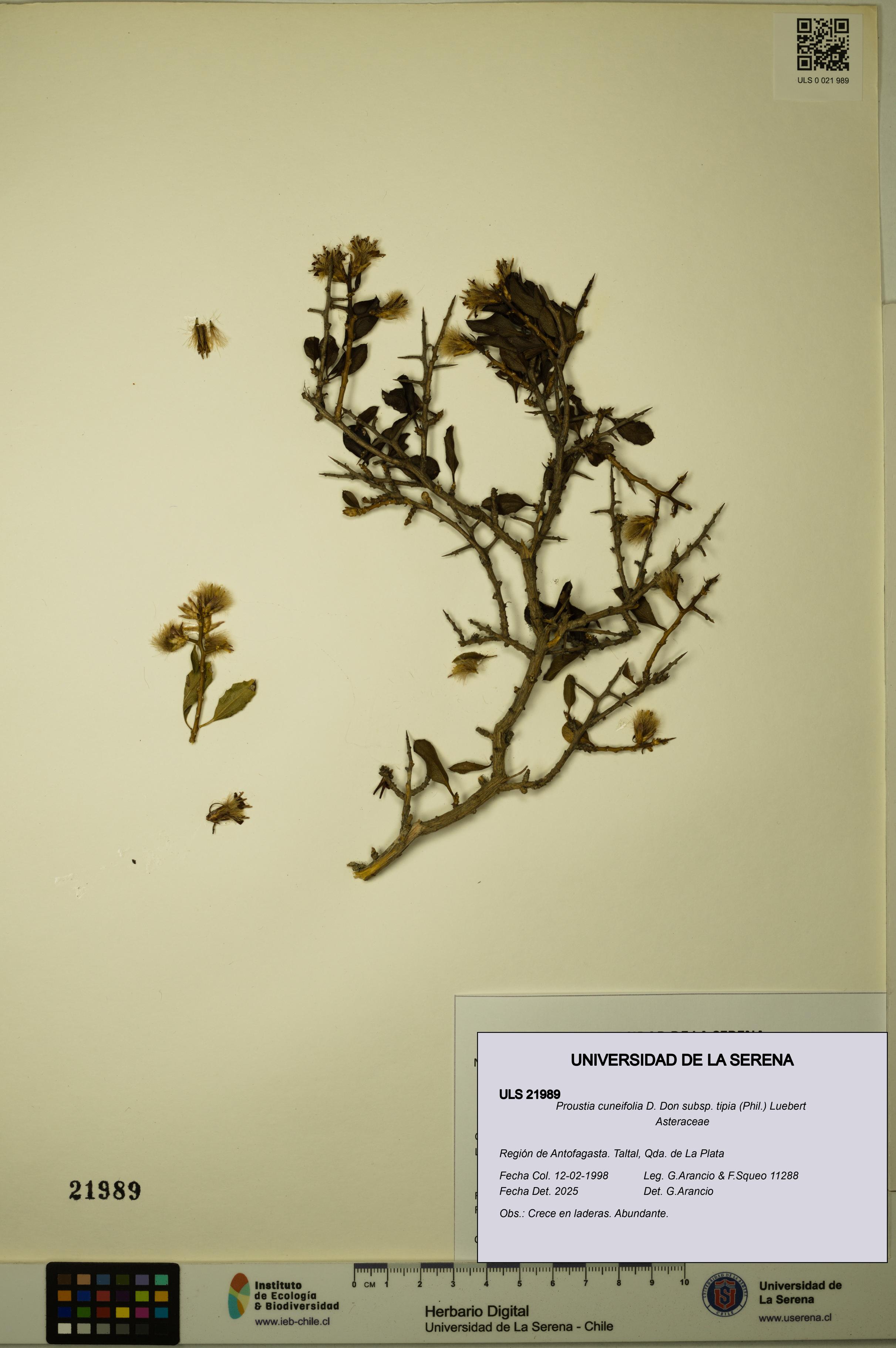 Proustia cuneifolia subsp. tipia [Espécimen: ULS:ULS:0021989]