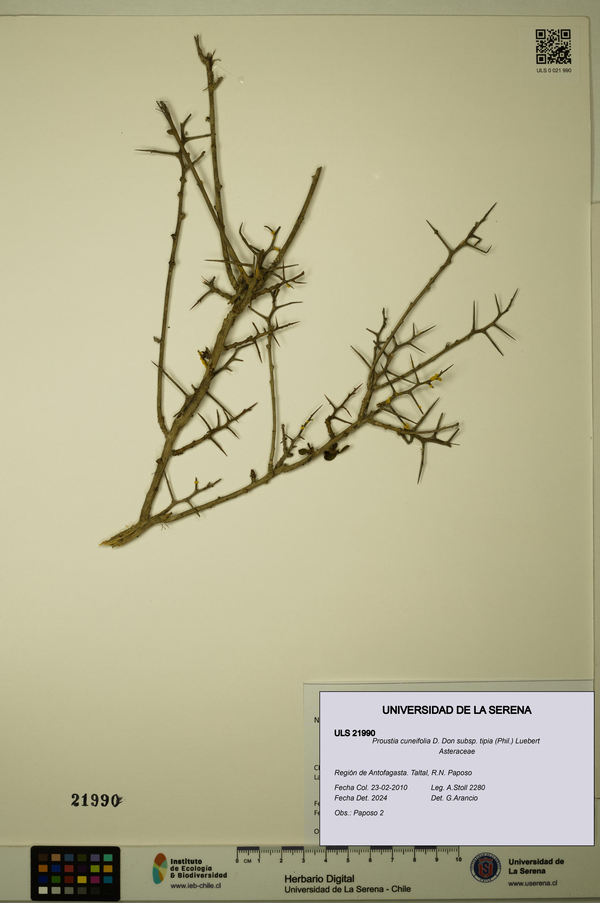 Proustia cuneifolia subsp. tipia [Espécimen: ULS:ULS:0021990]