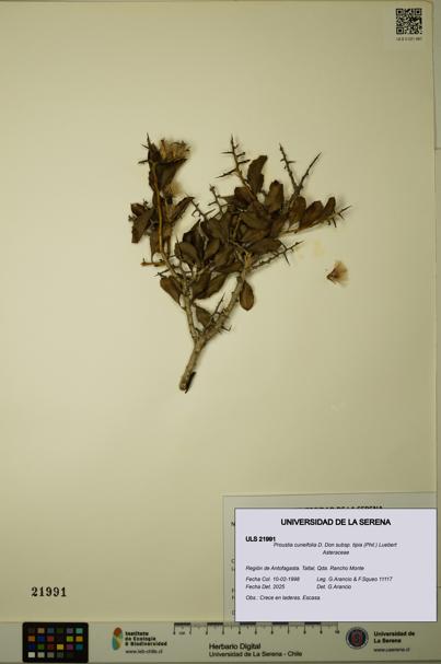 Proustia cuneifolia subsp. tipia [Espécimen: ULS:ULS:0021991]