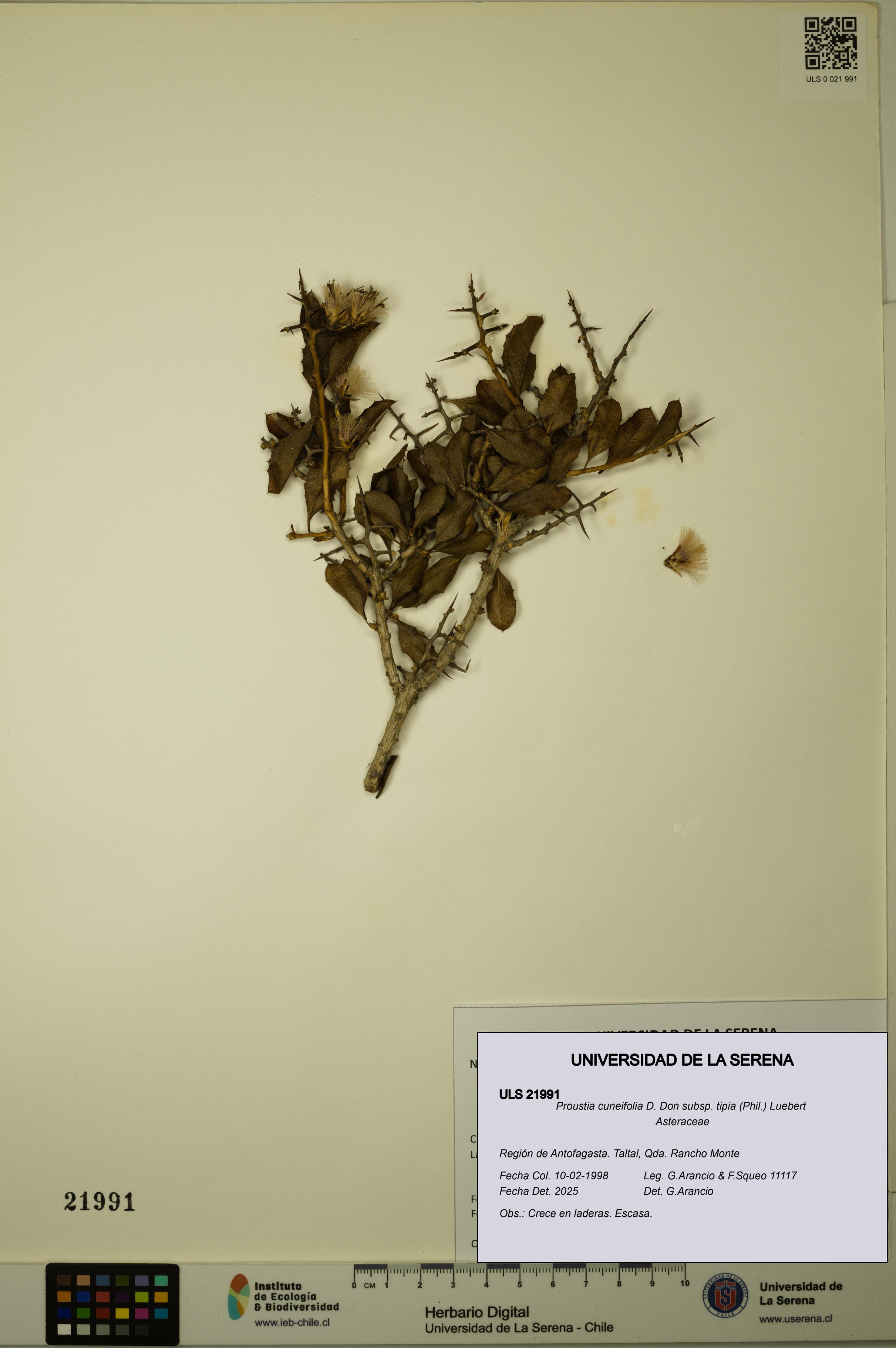 Proustia cuneifolia subsp. tipia [Espécimen: ULS:ULS:0021991]