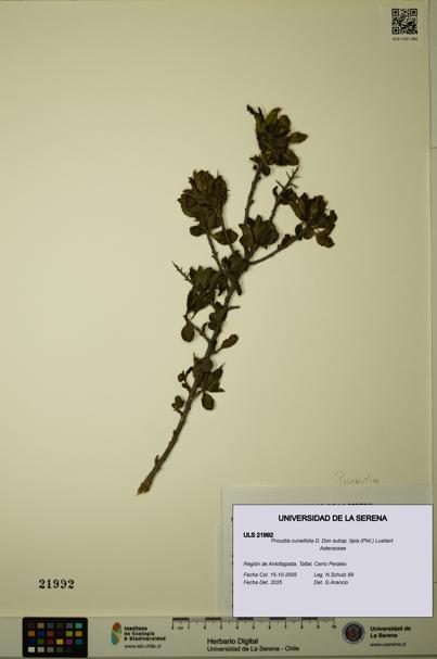 Proustia cuneifolia subsp. tipia [Espécimen: ULS:ULS:0021992]