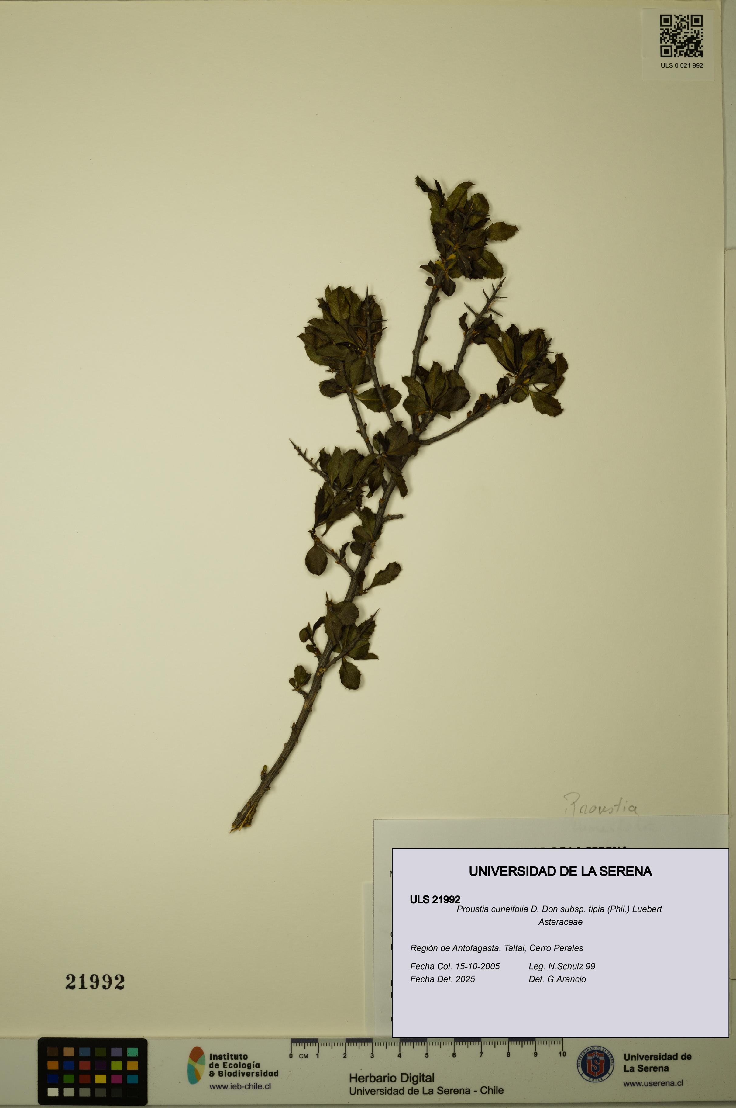 Proustia cuneifolia subsp. tipia [Espécimen: ULS:ULS:0021992]