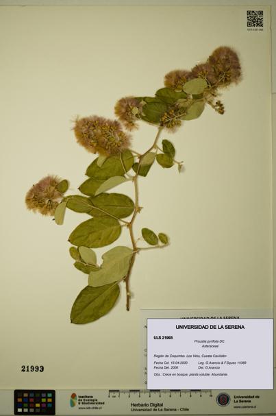 Proustia pyrifolia [Espécimen: ULS:ULS:0021993]