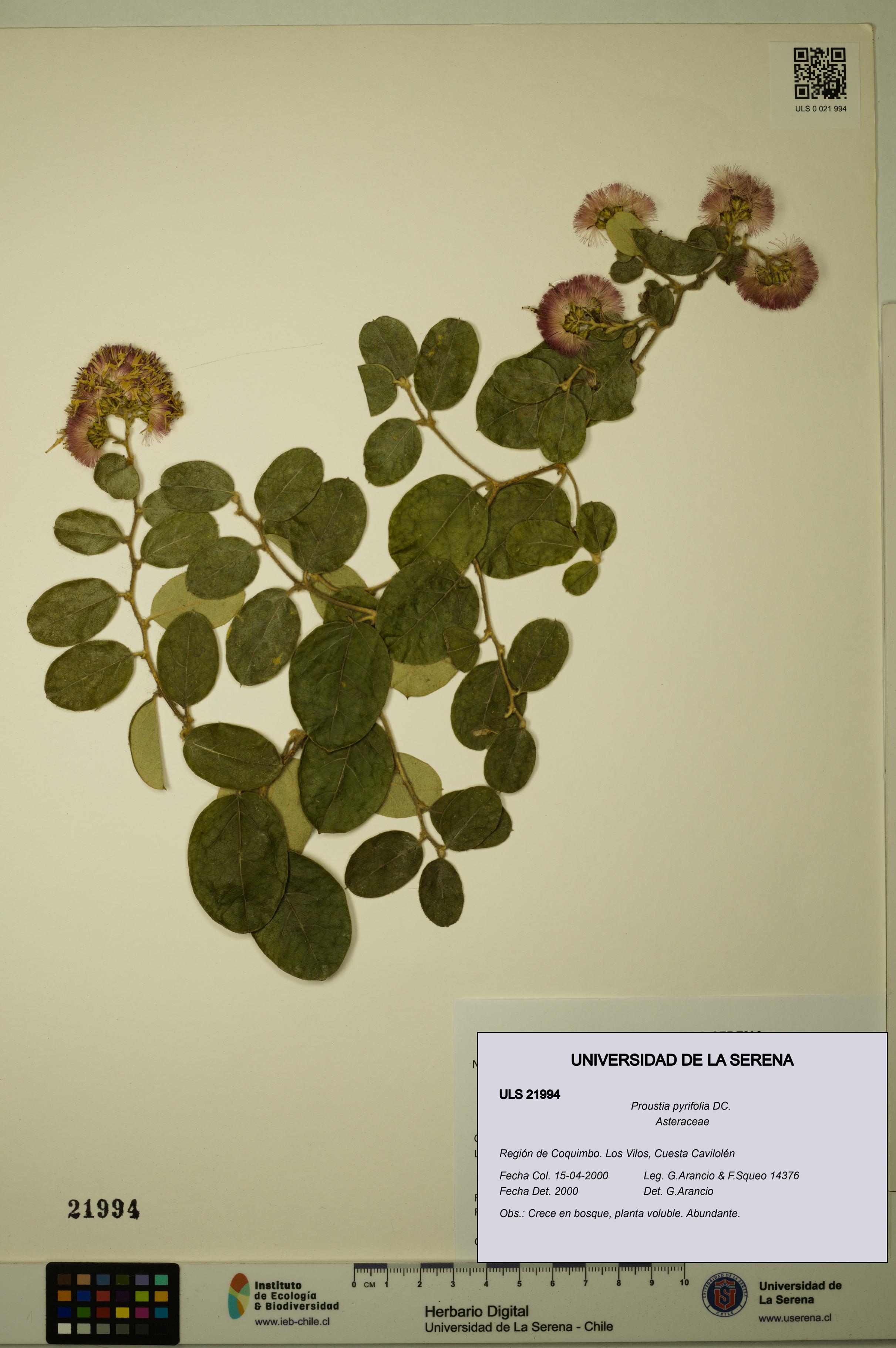 Proustia pyrifolia [Espécimen: ULS:ULS:0021994]