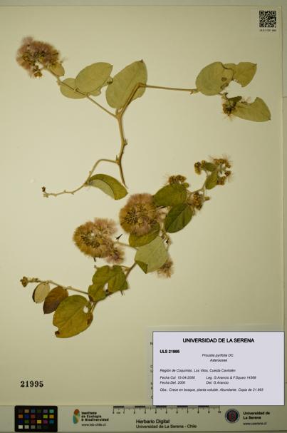 Proustia pyrifolia [Espécimen: ULS:ULS:0021995]