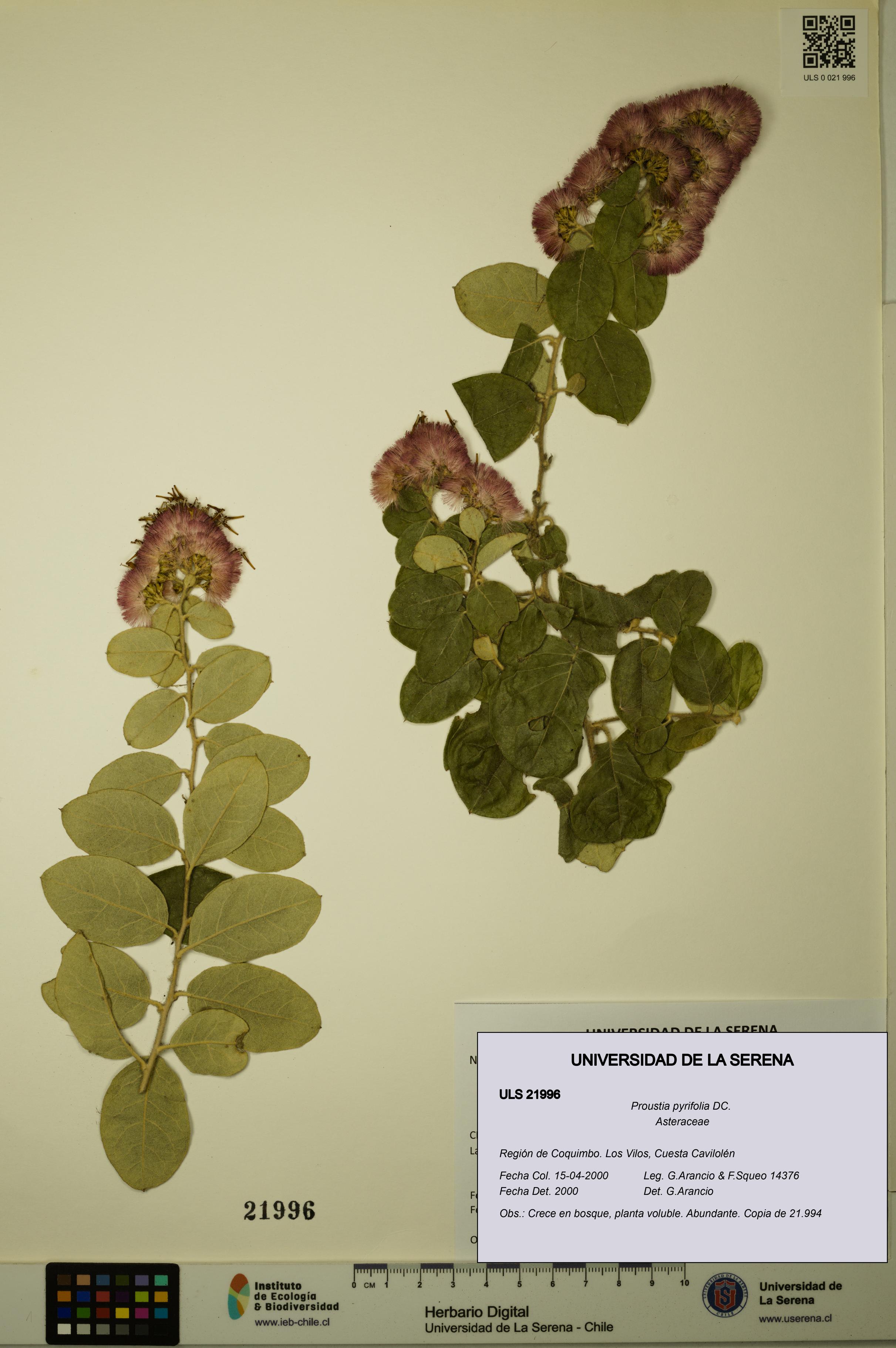Proustia pyrifolia [Espécimen: ULS:ULS:0021996]