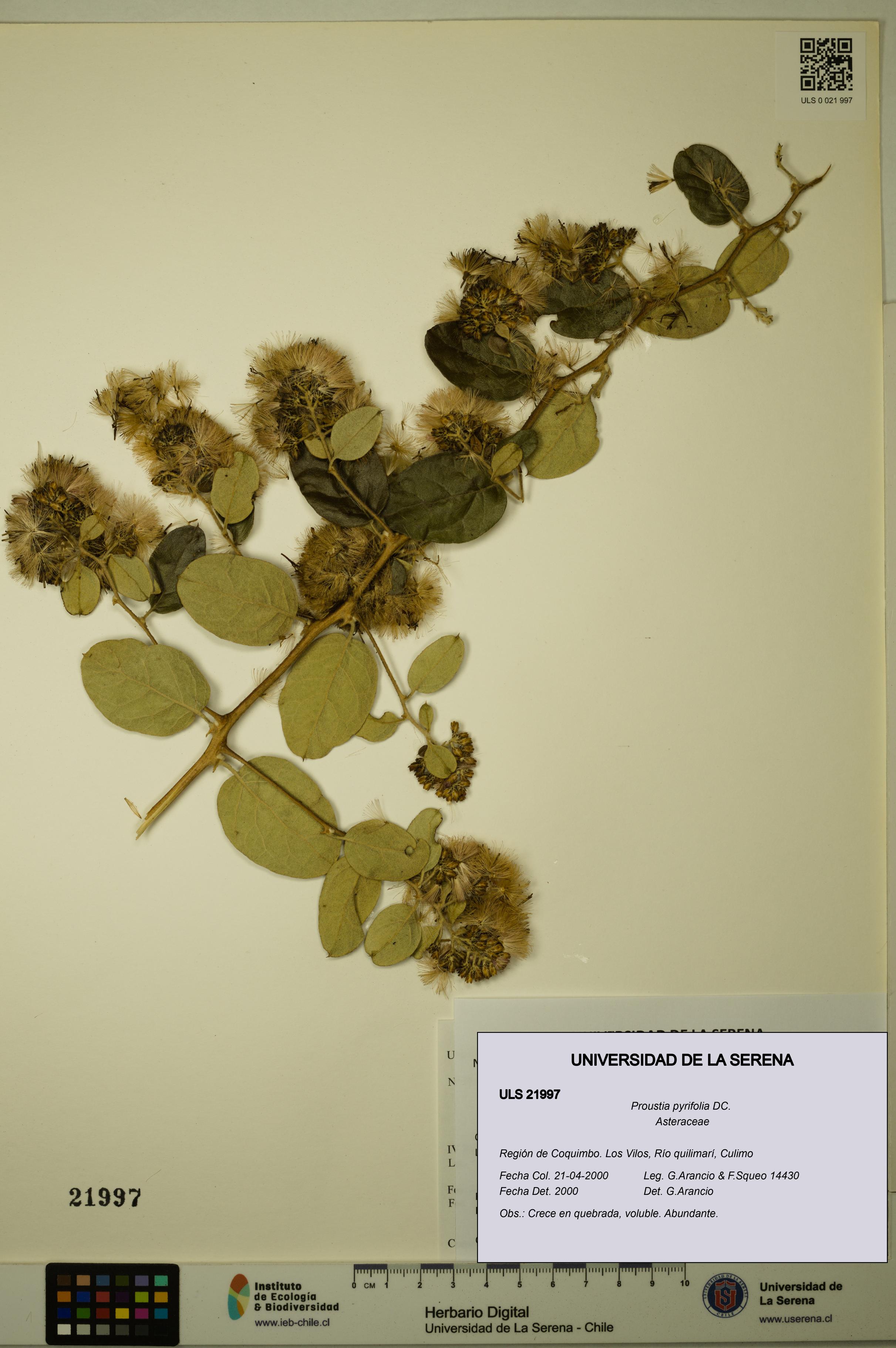 Proustia pyrifolia [Espécimen: ULS:ULS:0021997]