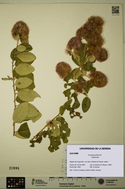 Proustia pyrifolia [Espécimen: ULS:ULS:0021998]