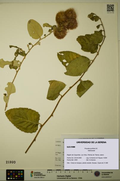 Proustia pyrifolia [Espécimen: ULS:ULS:0021999]