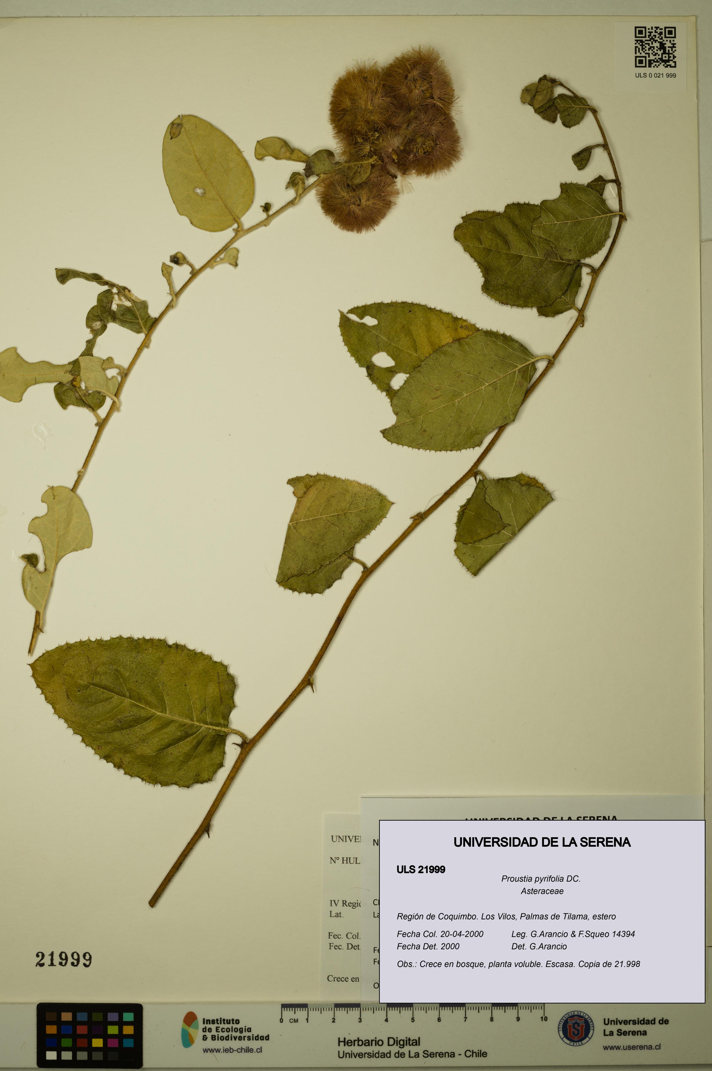 Proustia pyrifolia [Espécimen: ULS:ULS:0021999]
