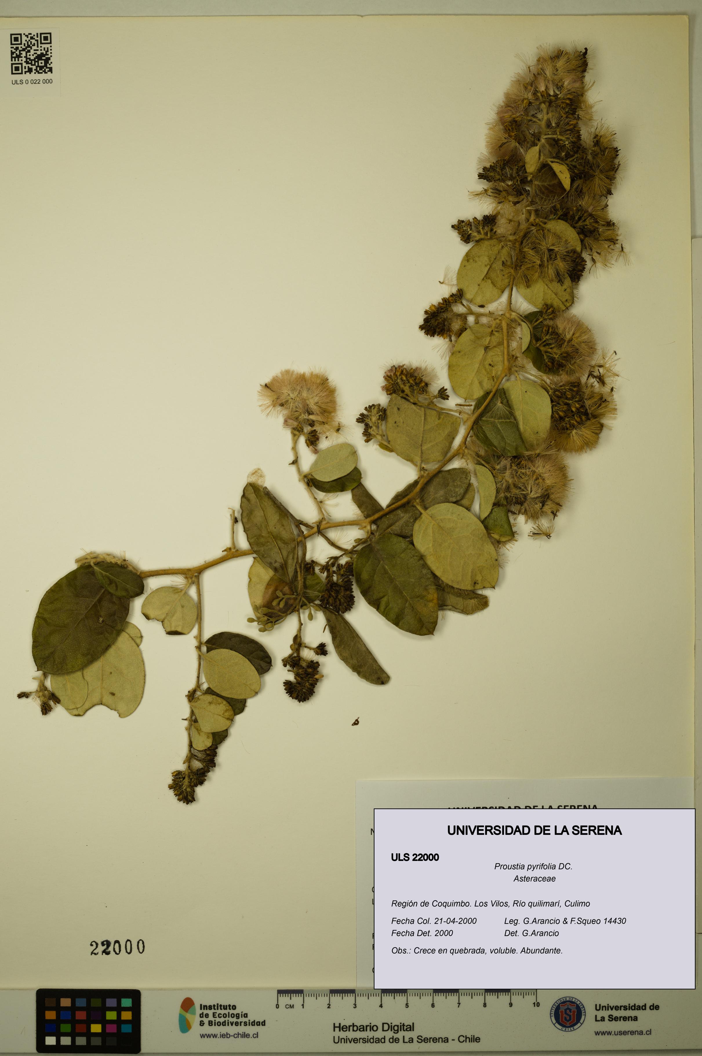Proustia pyrifolia [Espécimen: ULS:ULS:0022000]