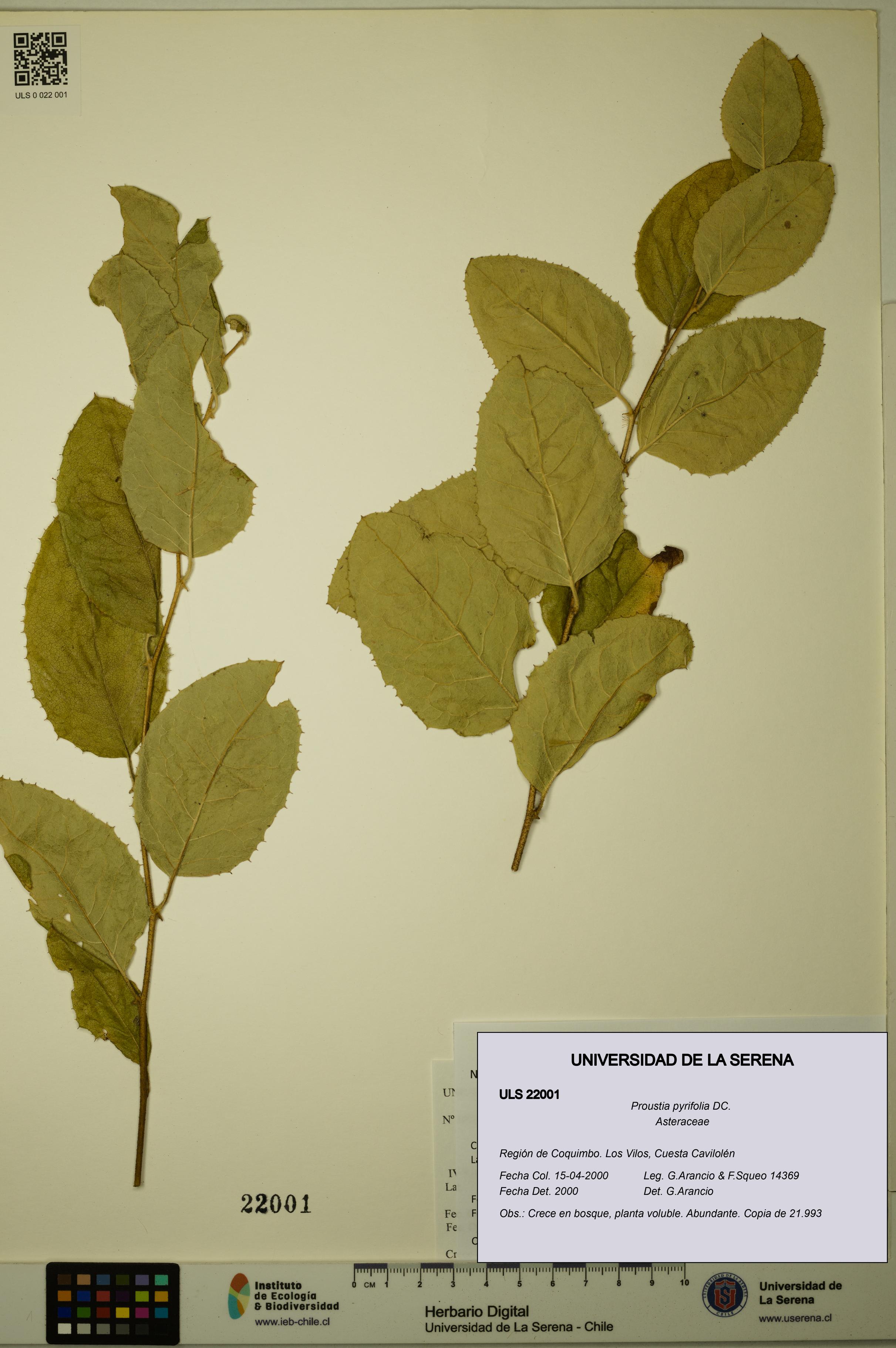 Proustia pyrifolia [Espécimen: ULS:ULS:0022001]