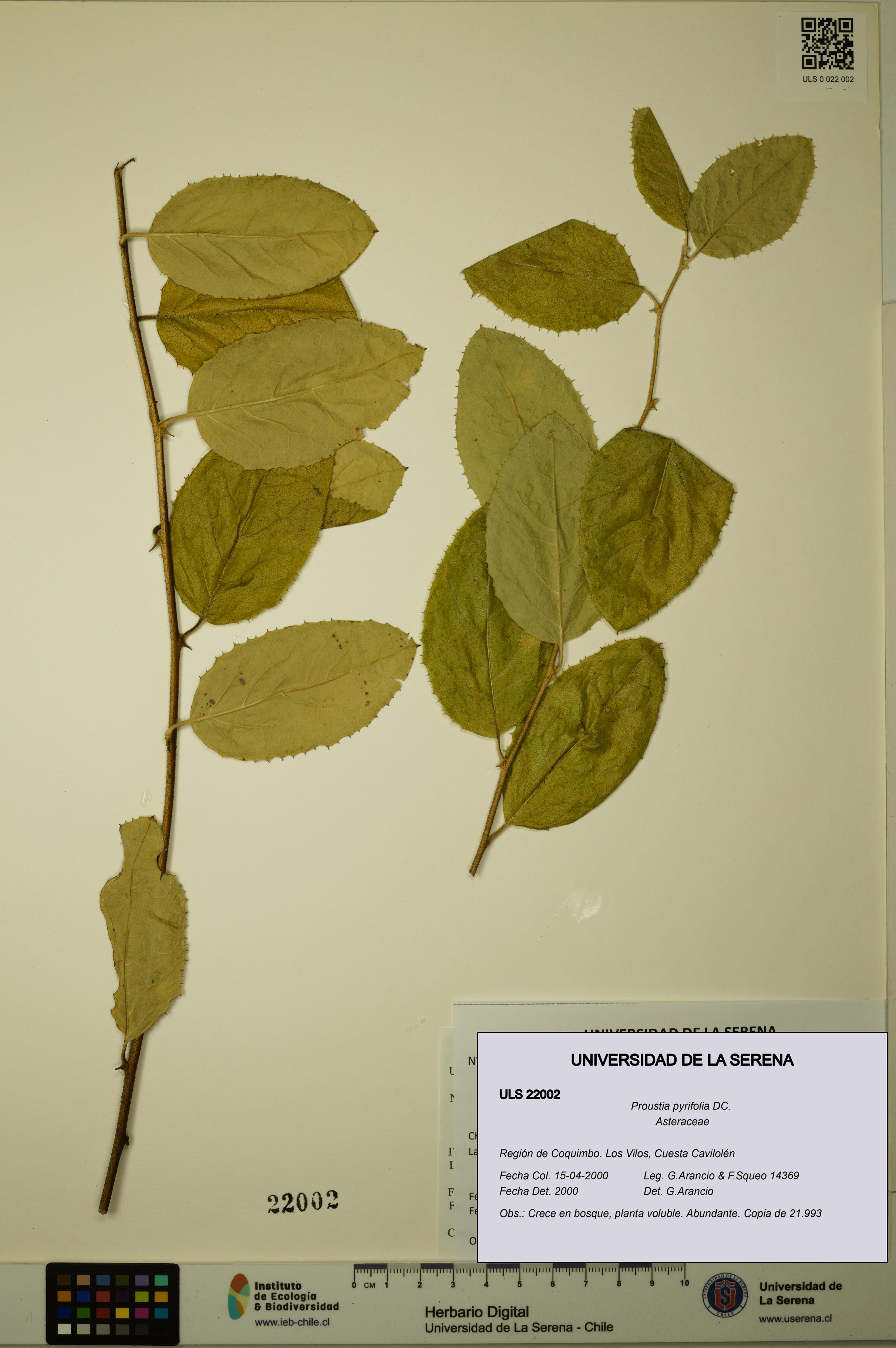 Proustia pyrifolia [Espécimen: ULS:ULS:0022002]