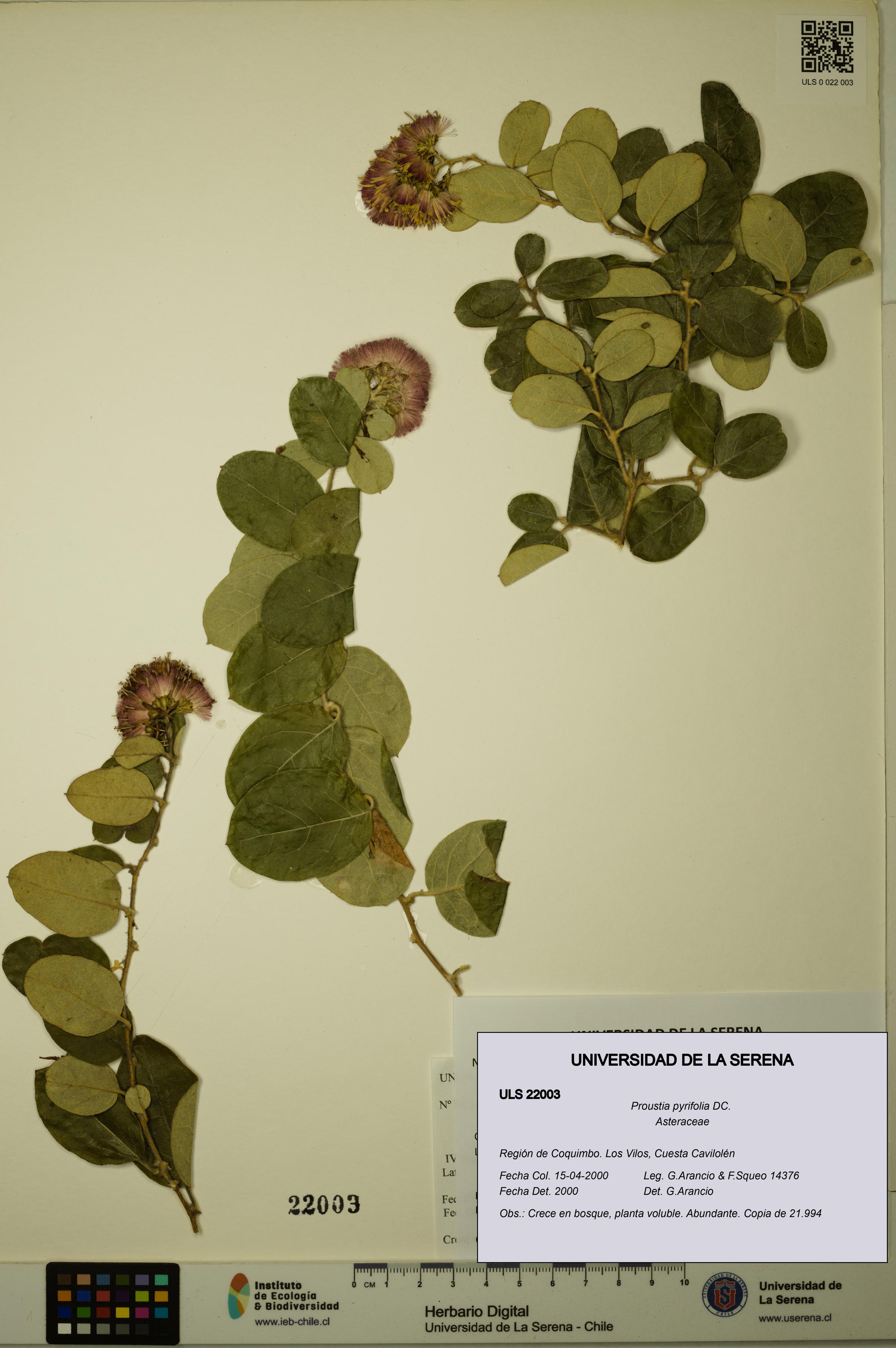 Proustia pyrifolia [Espécimen: ULS:ULS:0022003]